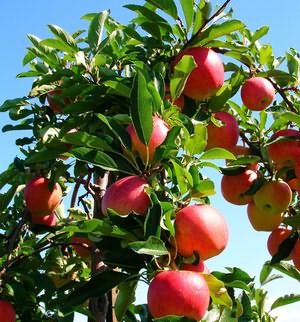 كيفية زرع شجرة التفاح في الربيع خطوة بخطوة التعليمات زرع شروط